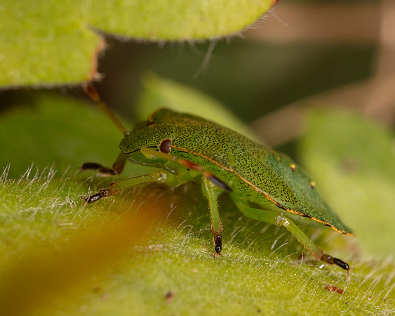 Squash bug