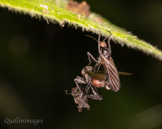 Empis flies and meal 1 B