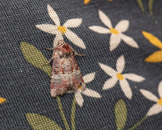 034 Rosy Minor