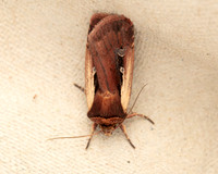 020 Flame Shoulder Moth