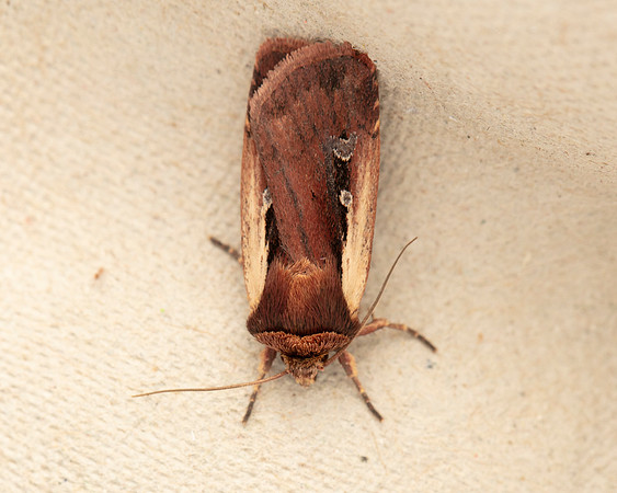 020 Flame Shoulder Moth
