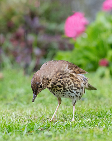 Song Thrush