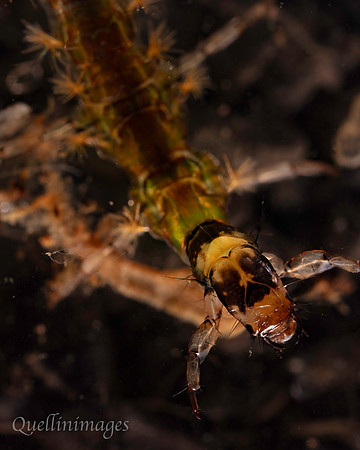 Caddis fly uncased A Z