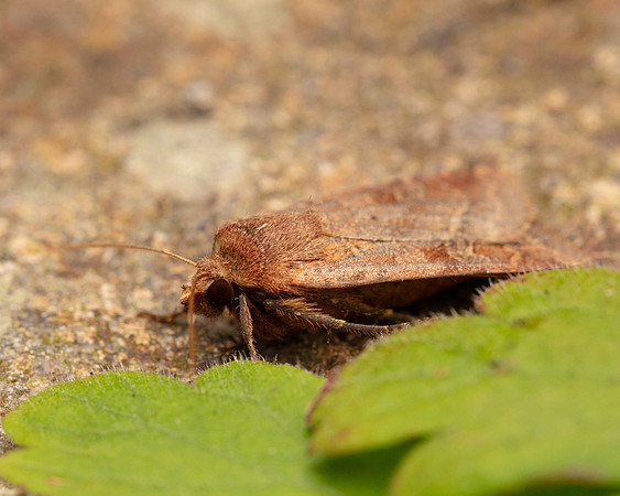 054 Small Square-spot Diarsia rubi