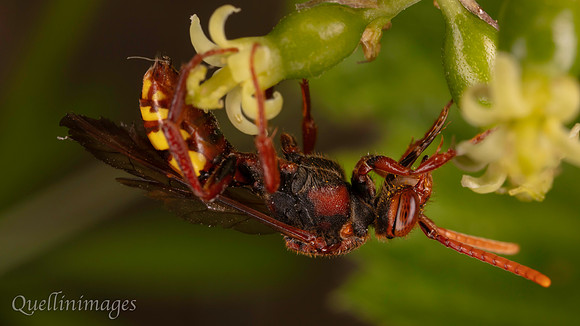 Nomada 1 E 16 9