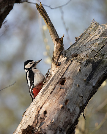 Great Spotted Woodpecker