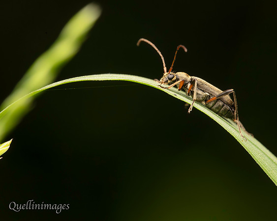 Beetle no ID 1 A