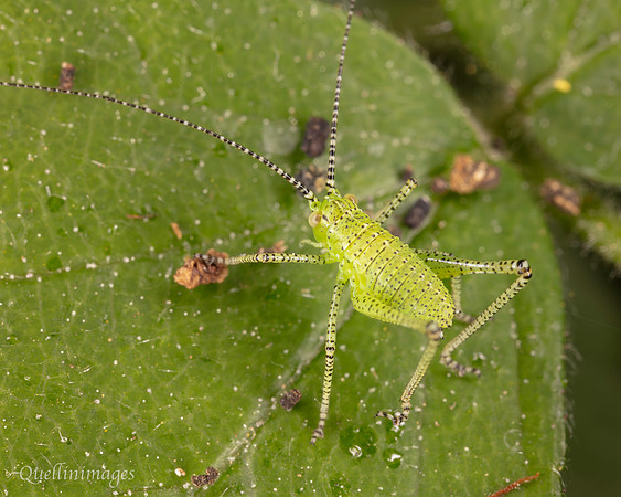Katydid 2 B