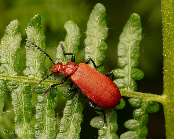 Red Cardinal beetle 1 A