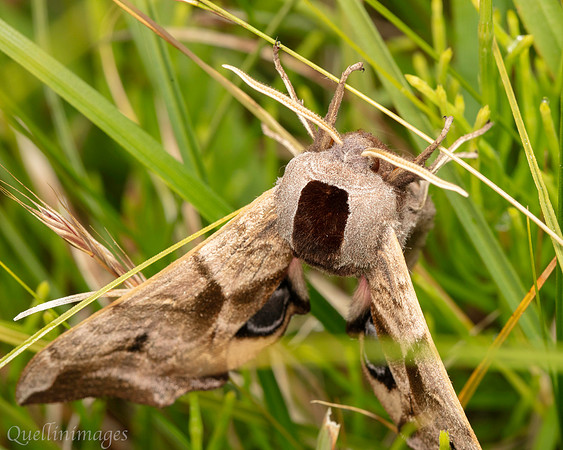 Eyed Hawk Moth 02 POA 15JUN25