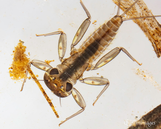 Mayfly Larva A 15MAR25