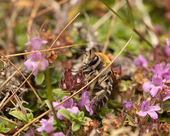 Solitary Bee 1 19JUL25