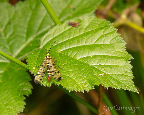 Scorpion fly 1 A