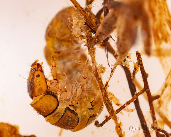 Beetle Larva 1B 15MAR25