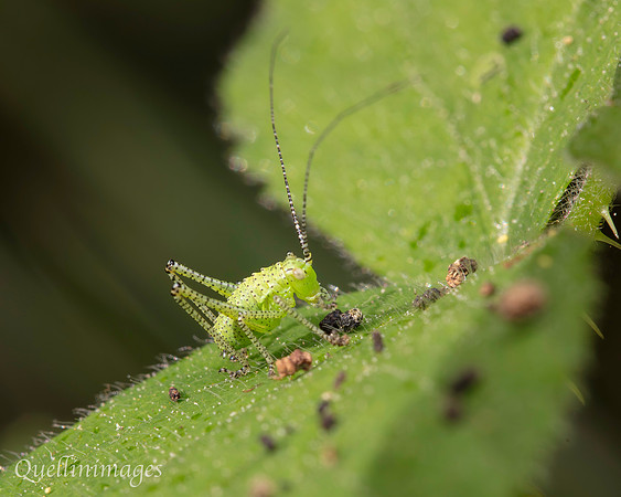 Katydid 2 A