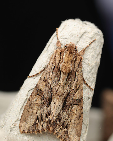 BR Moth 3 19JUL25