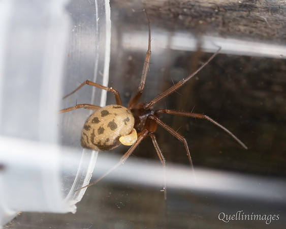 Money spider with parasitoid wasp larva C 15MAR25