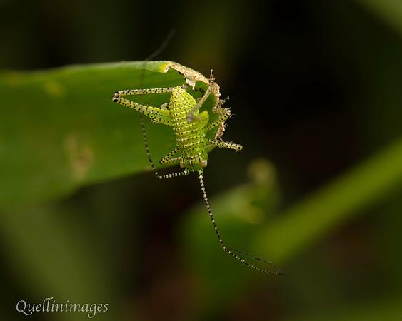 Katydid 1 A