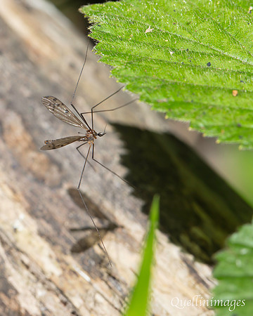 Crane fly, likely one of the Dicranomyia species