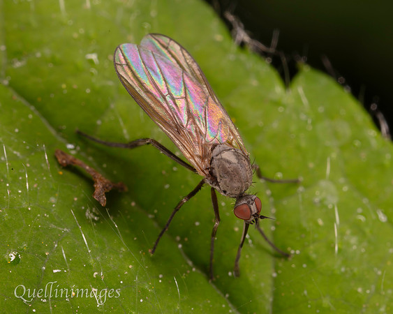 Empis, no species ID 2 B