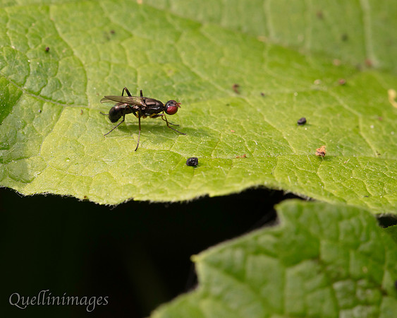 Sepsid fly Nemopoda nitidula