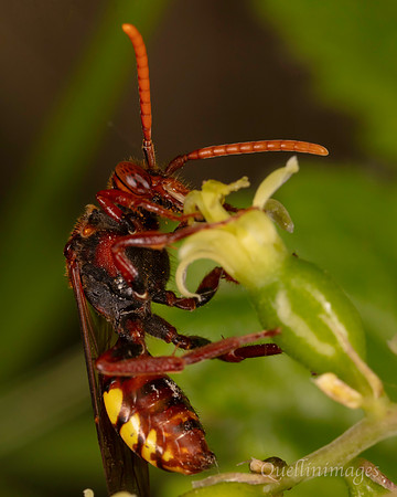 Nomada 1 C