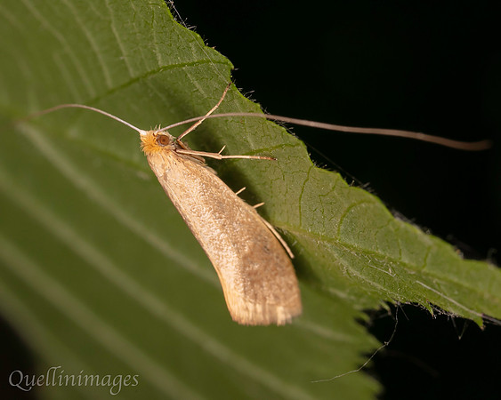 Moth no ID 1 A