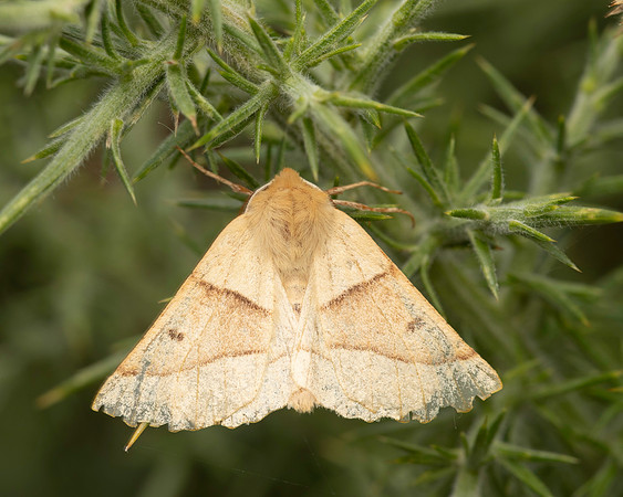 BR Moth 4 19JUL25