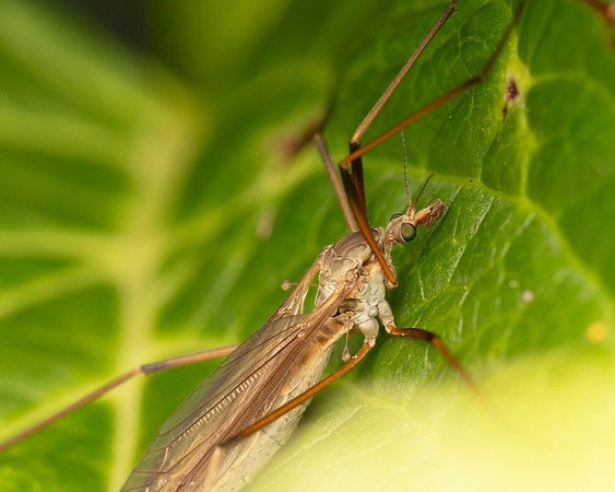 Crane Fly Tipula paludosa