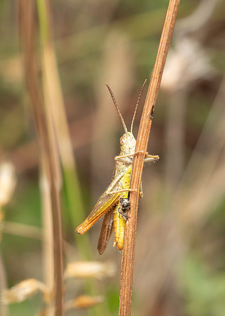 Grasshopper 2 19JUL25