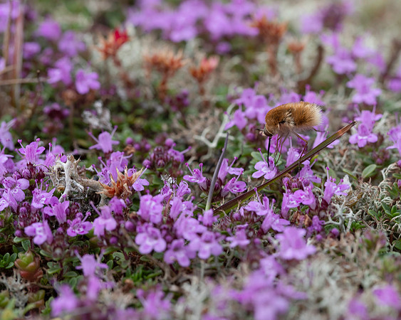 Heath Bee Fly 1 19JUL25