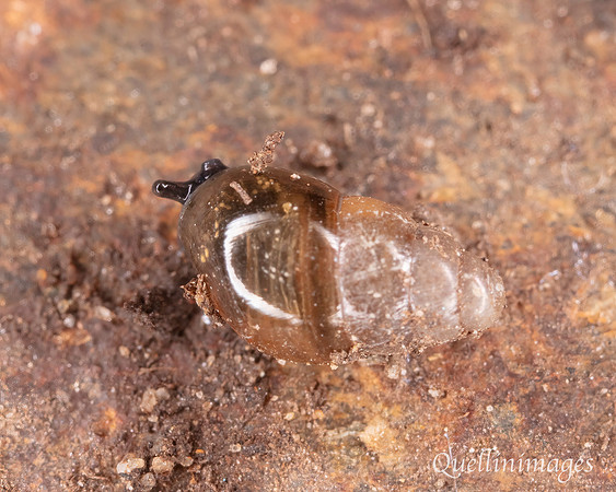 Small snail Community Garden 15MAR25
