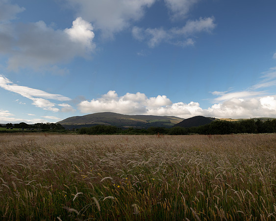 Meadowscape