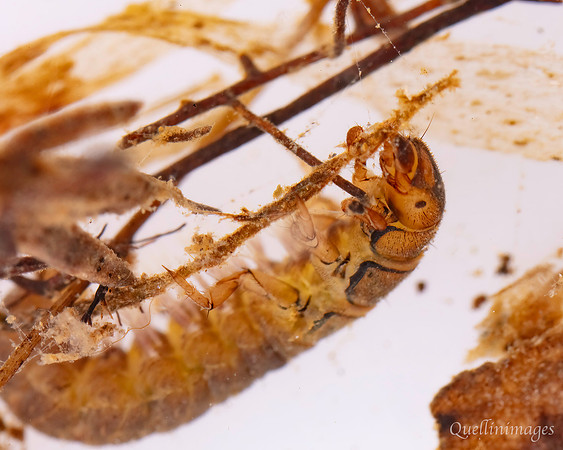 Beetle Larva 1D 15MAR25