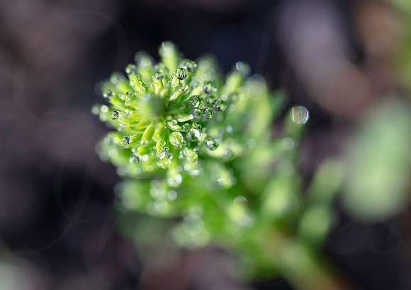 Horsetail morning