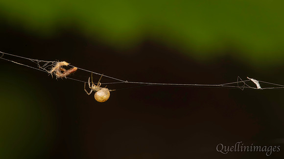 Spider small no ID 3 A 16 9