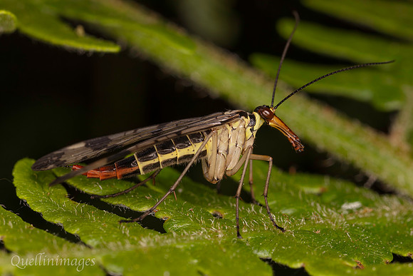 Scorpion fly female probably Panorpa germanica