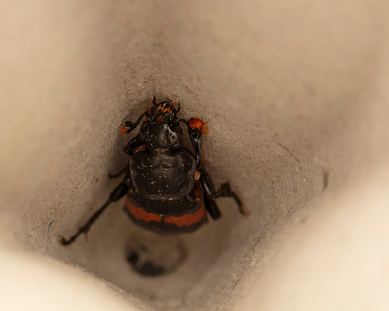 Sexton beetle