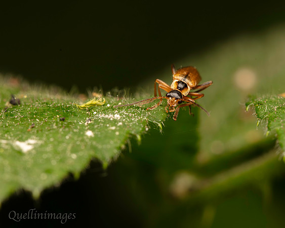 Soldier beetle no species ID 1 B