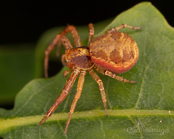 Crab Spider