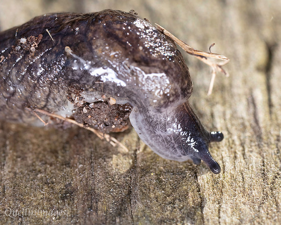 Slug 1 Community Garden 15MAR25