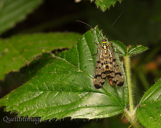 Scorpion fly female, probably Panorpa germanica