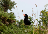 Chough