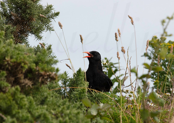 Chough