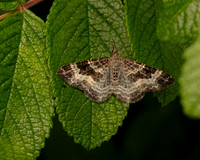 004 Common Carpet Moth