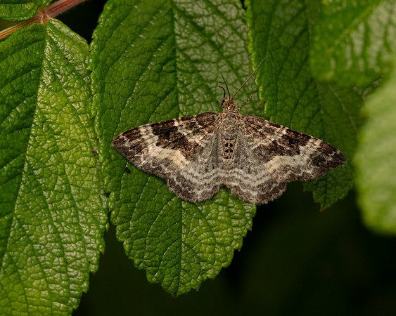 004 Common Carpet Moth