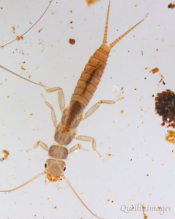 Stonefly larva 1A 15MAR25