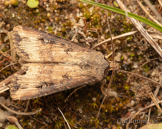 Moth not known 3 01 POA 15JUN25