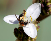 Andrena haemorrhoa