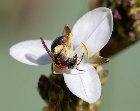Andrena haemorrhoa